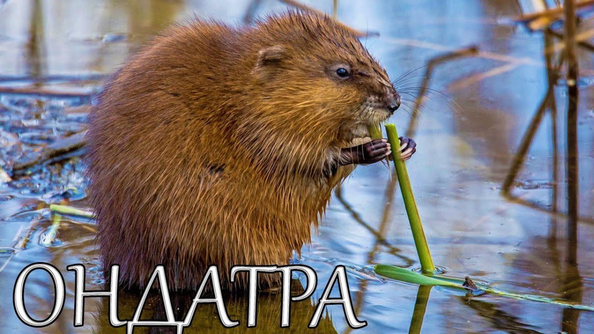 Калан морская выдра кушает