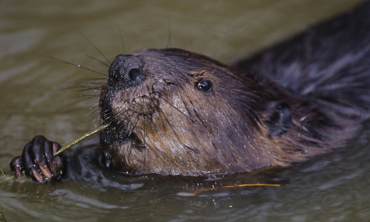 Западносибирский Речной Бобр