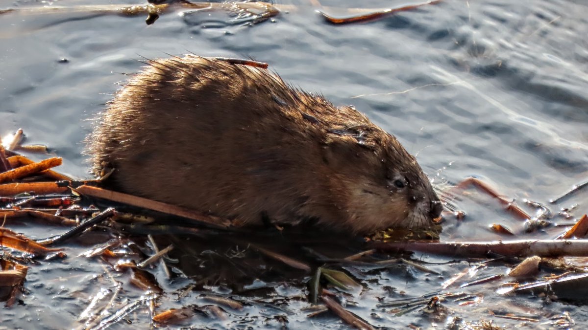 Ондатра с бобриха