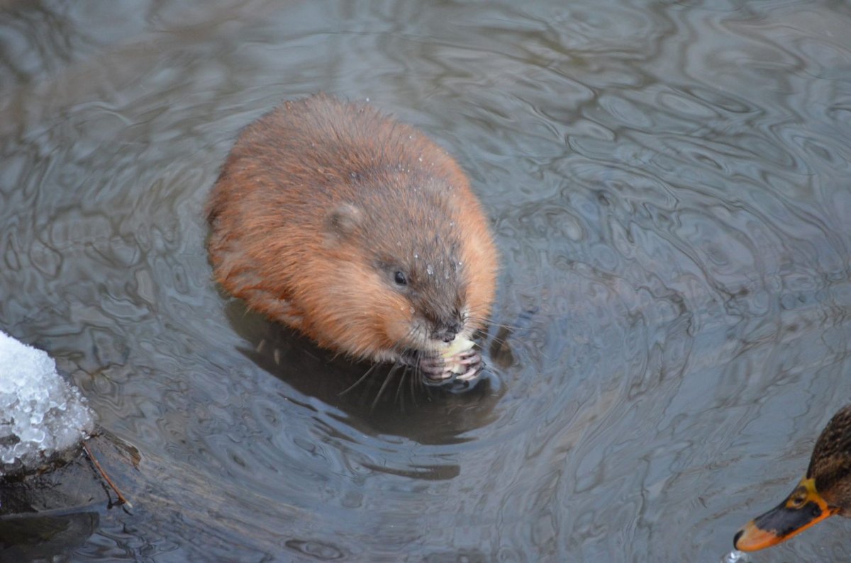 Бобриха с бобренком