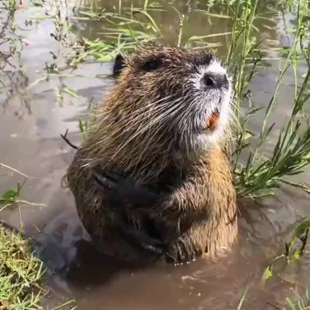 Заповедник Нургуш