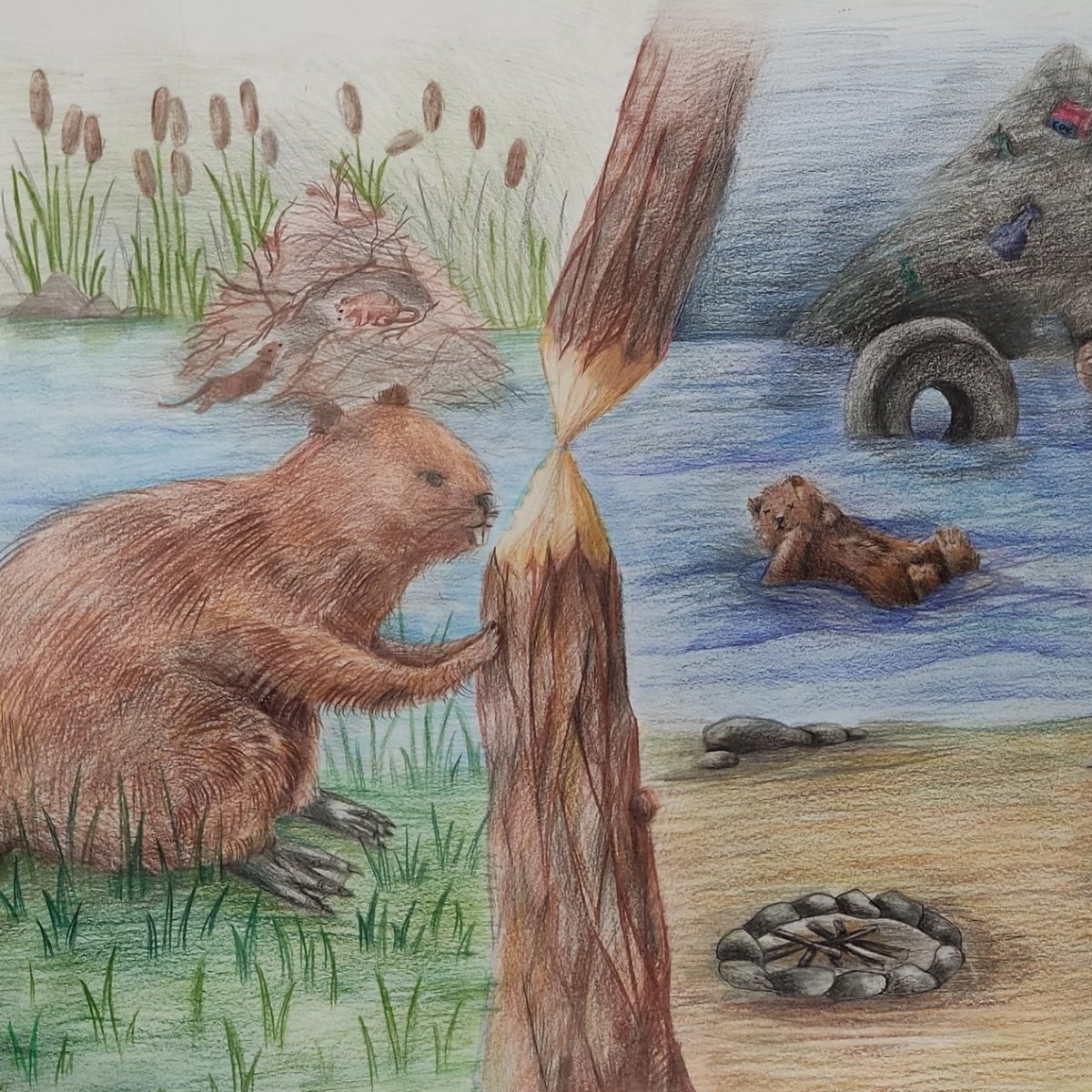 Ондатра на Сахалине