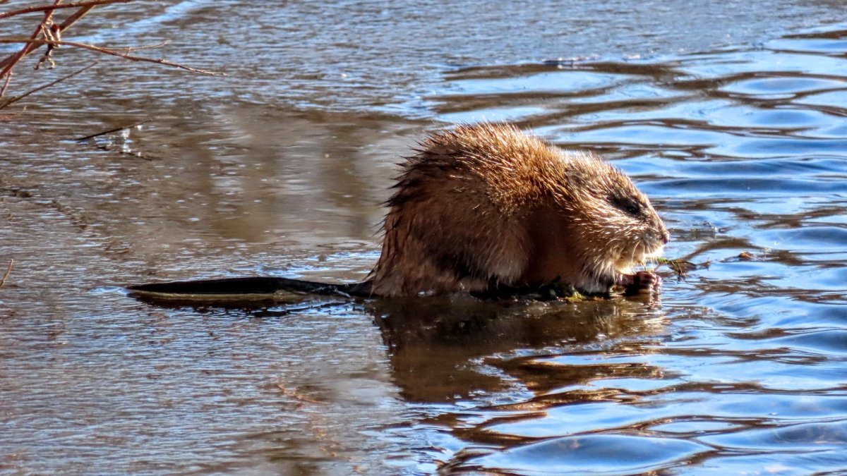 Лосиный остров национальный парк ондатра