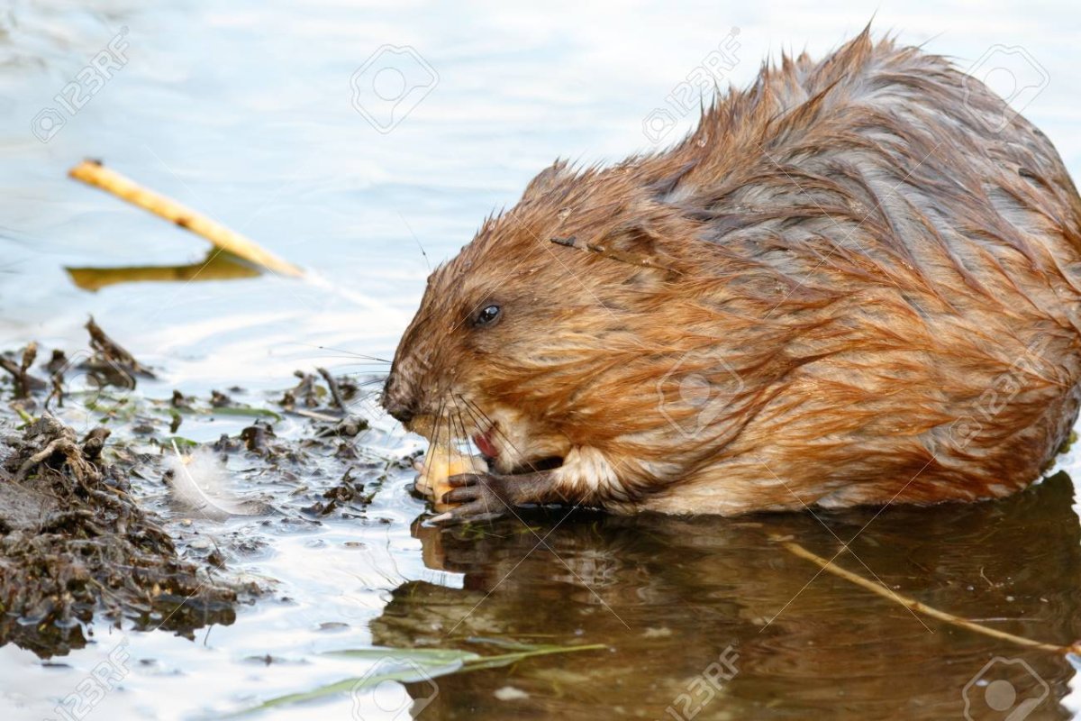 Выдра и бобер