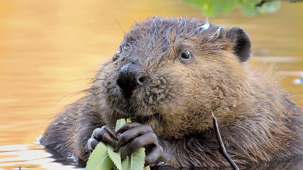 Водяная крыса ондатра