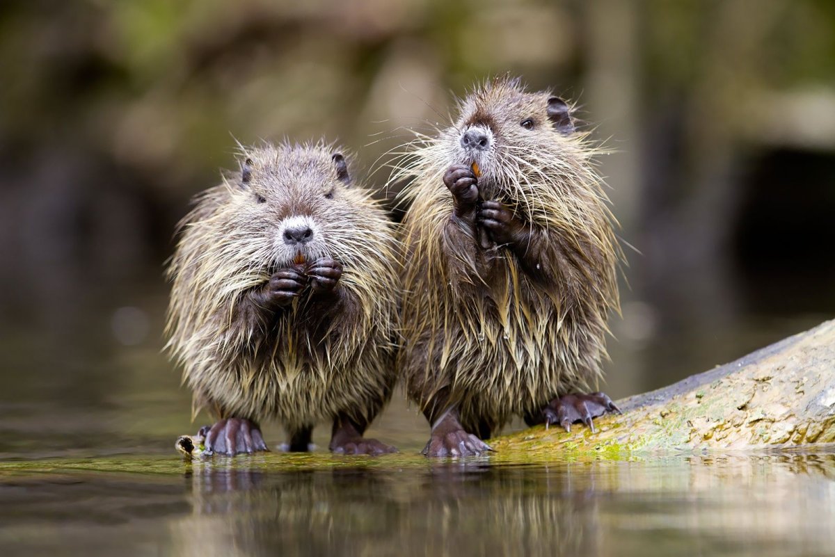 Нутрия болотный Бобр