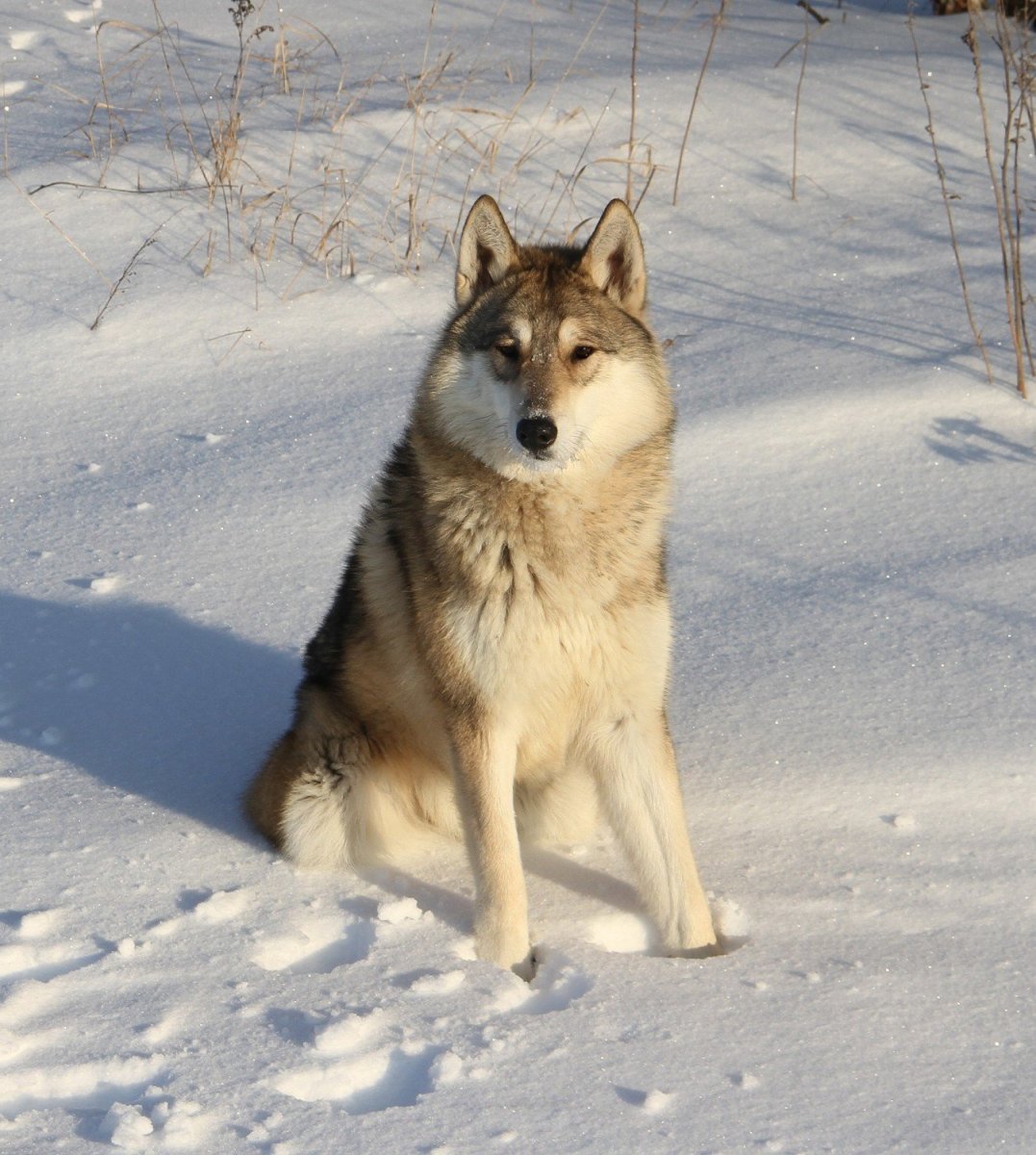 Западносибирская лайка волкособ