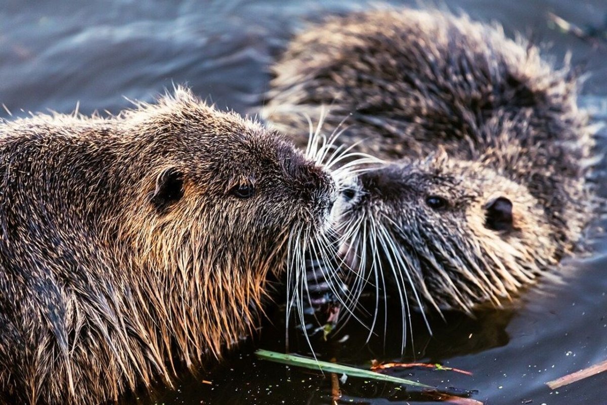 Канадский Бобр (Castor canadensis)