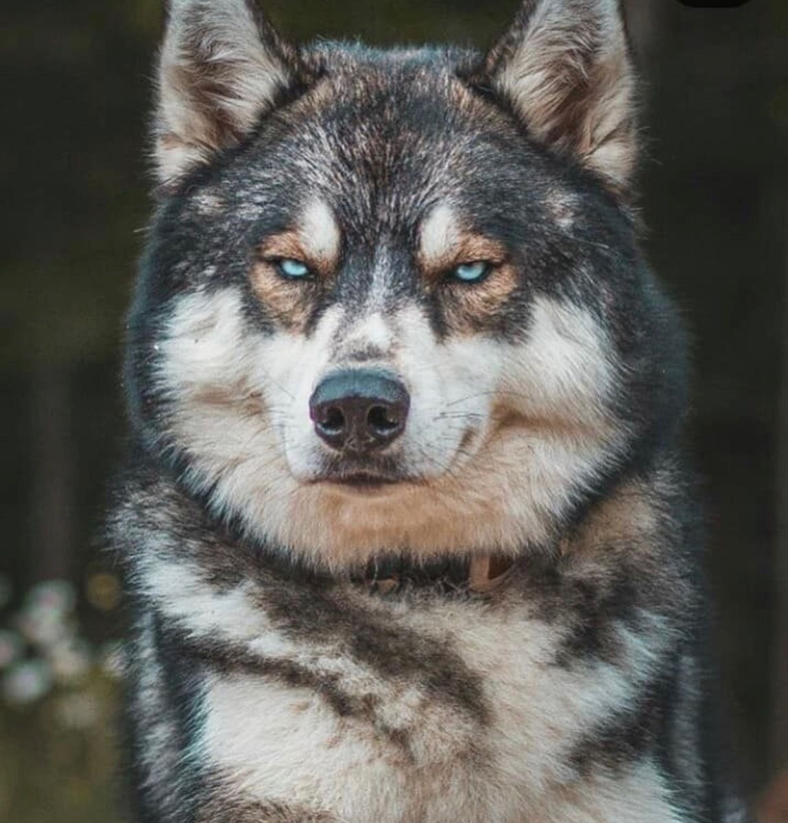 Волкособ хаски волк