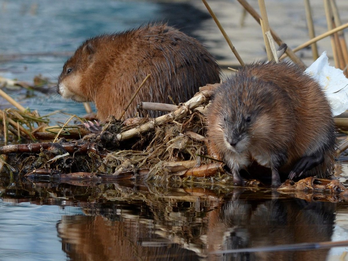 Выхухоль и ондатра