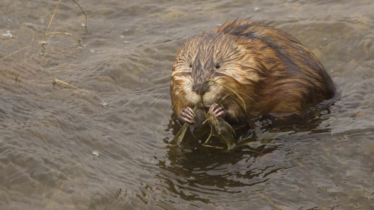 Новогодняя нутрия