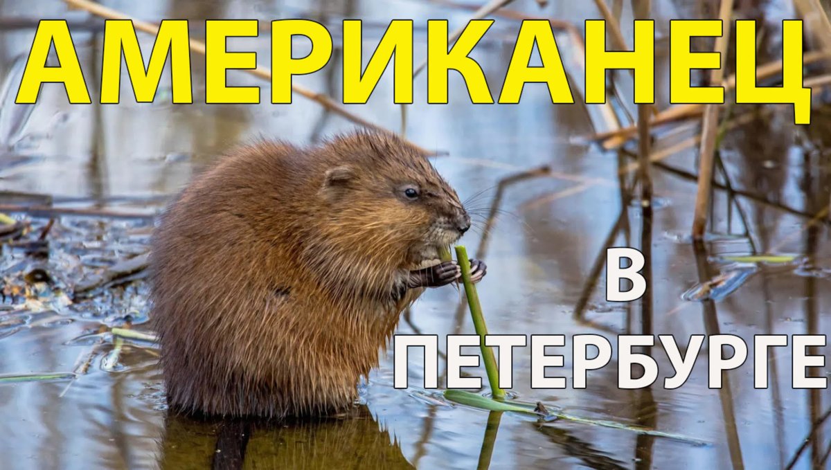 Плотина ондатры