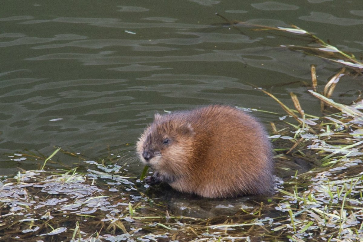 Ондатра в Бутово
