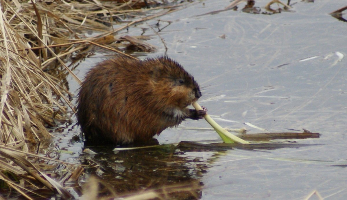 Бобр ондатра выдра