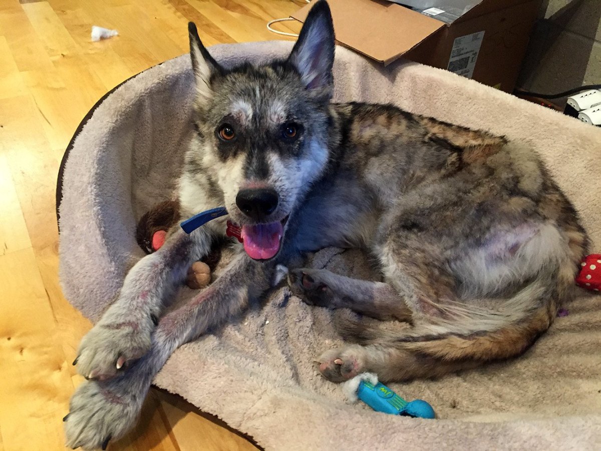 Метисы Волков и собак