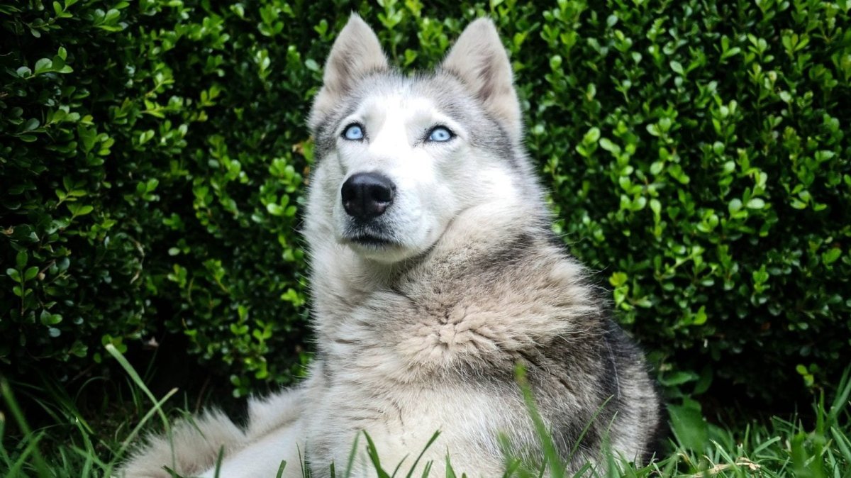 Хаски с волком порода