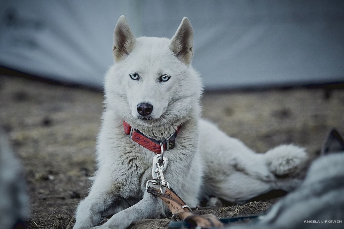 Волкособ хаски волк