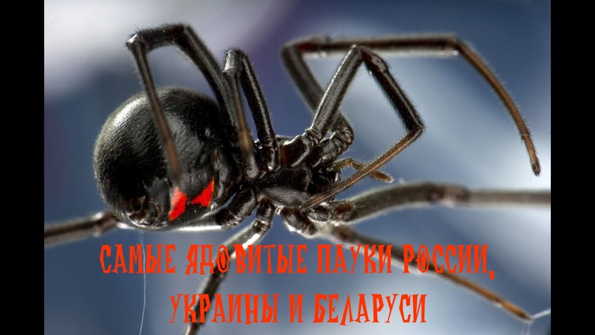 Австралийский паук Гладиатор