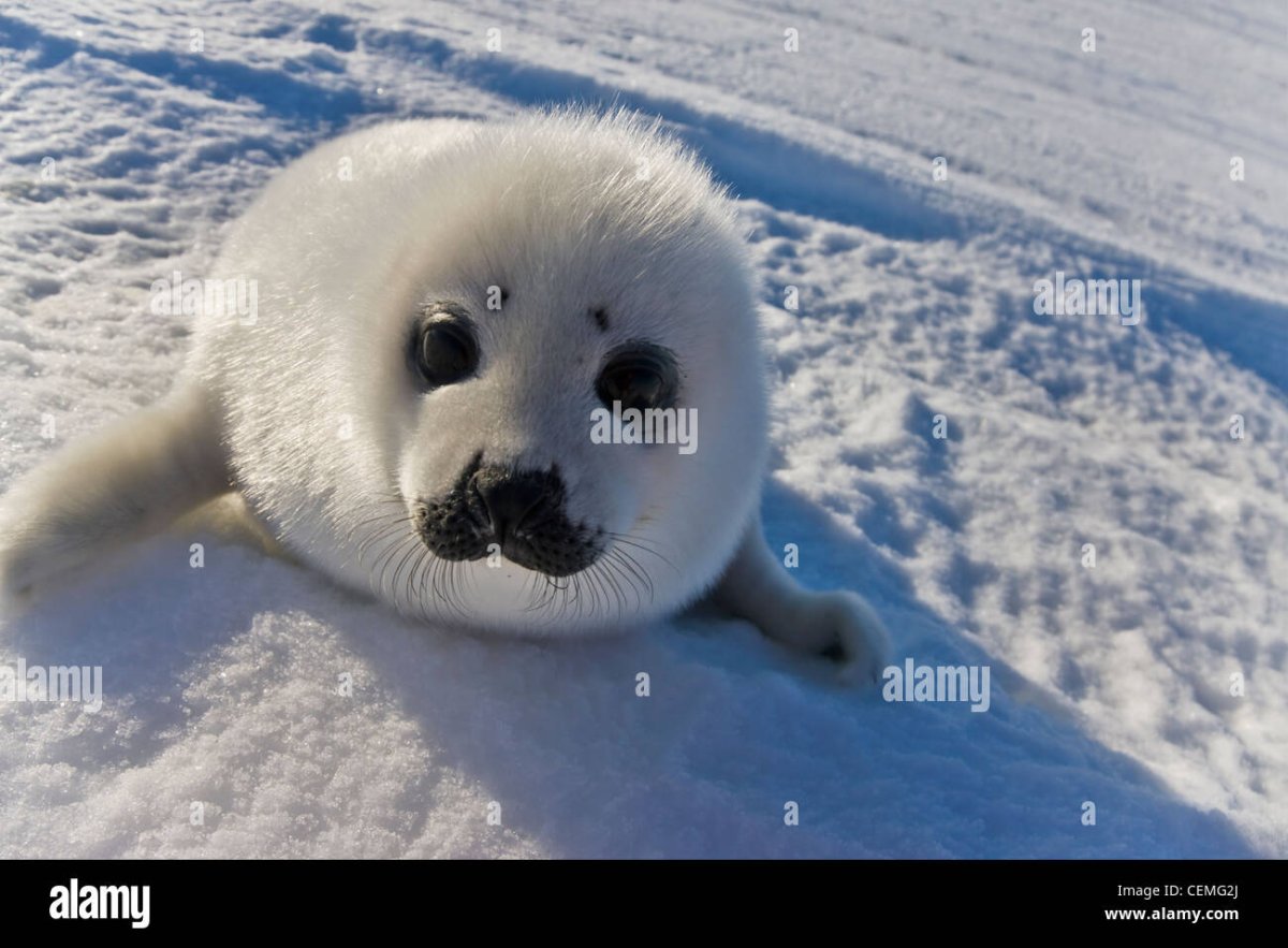 Белёк детеныш тюленя