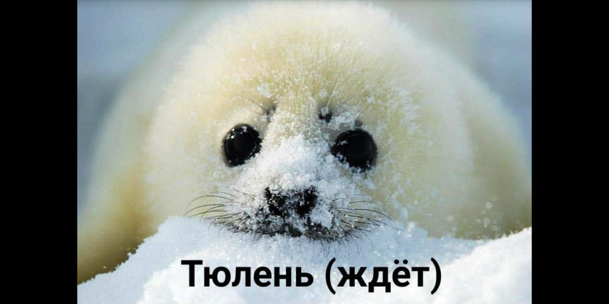 Байкальская Нерпа Белек