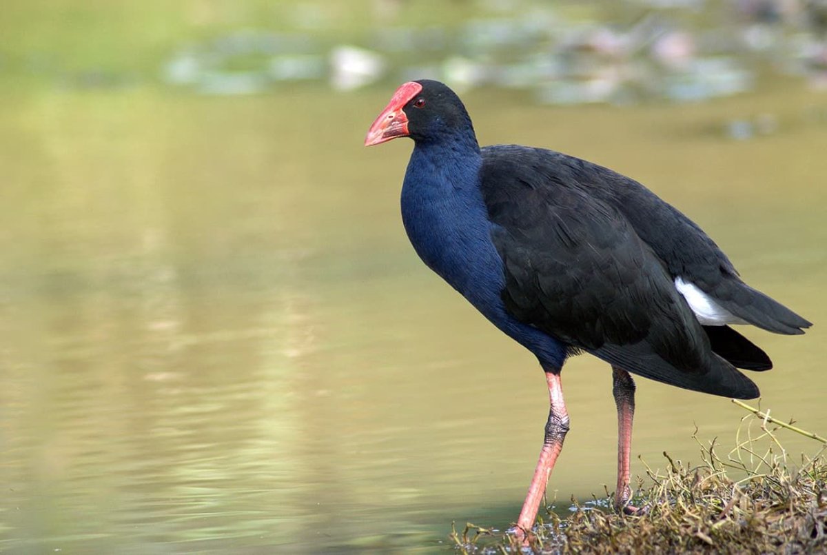 Султанка («Султанская курица»