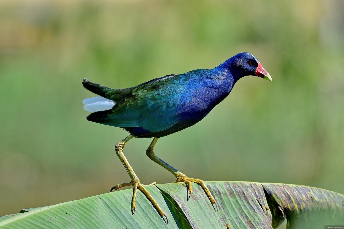 Бронзовая султанка