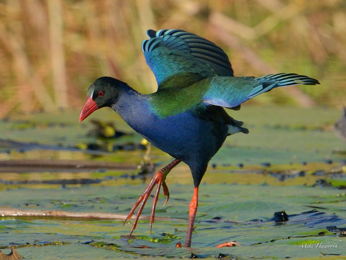 Малая султанка птица