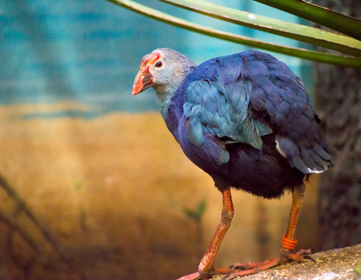 Султанка Porphyrio Porphyrio