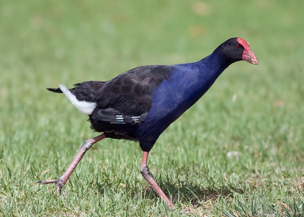 Султанка Porphyrio Porphyrio