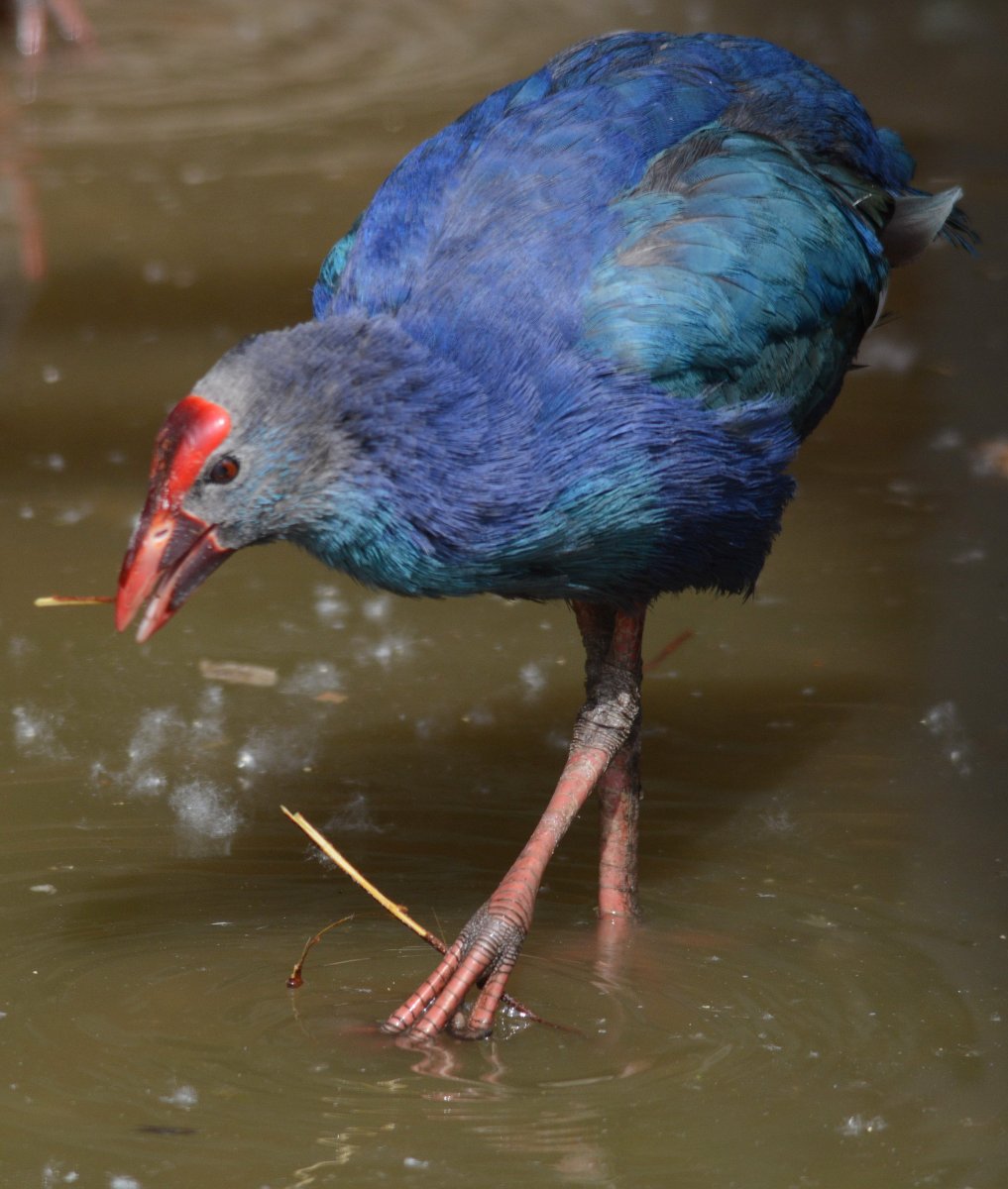 Обои на телефон с птицей султанка