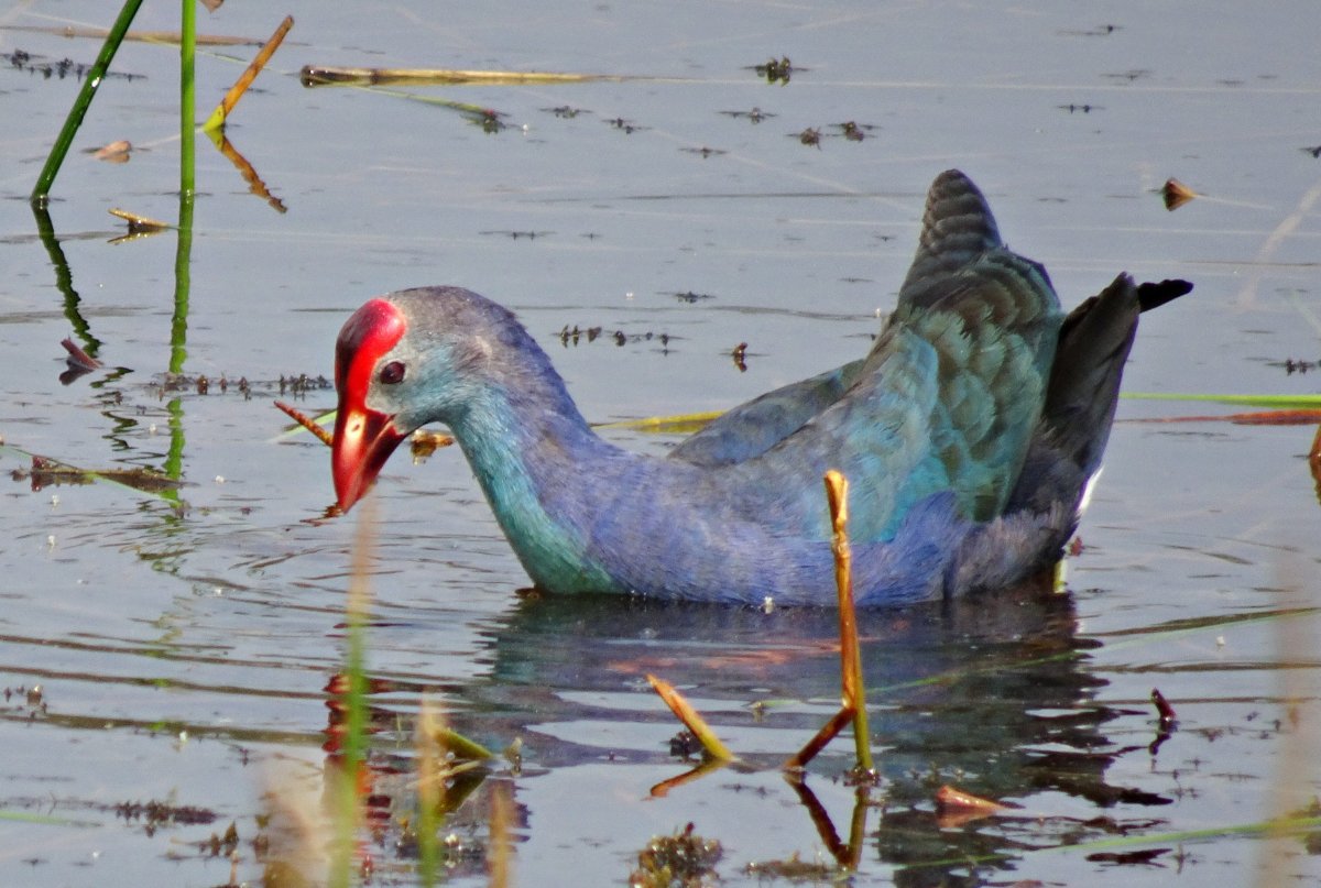 Такахе, бескрылая султанка