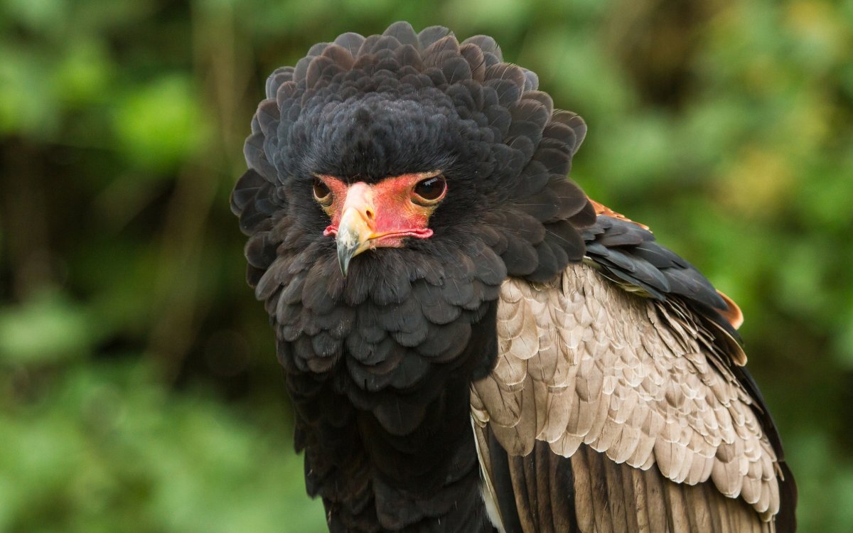 Птица султанка черная