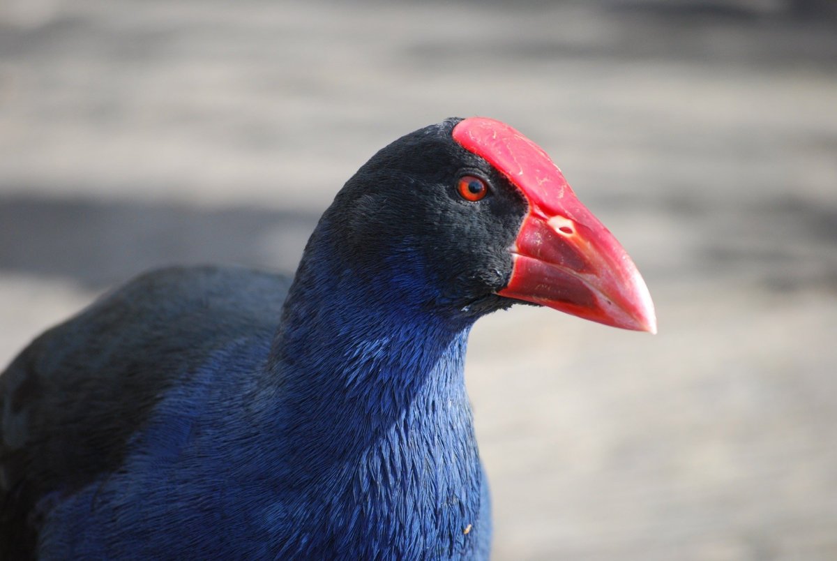 Болотная султанка