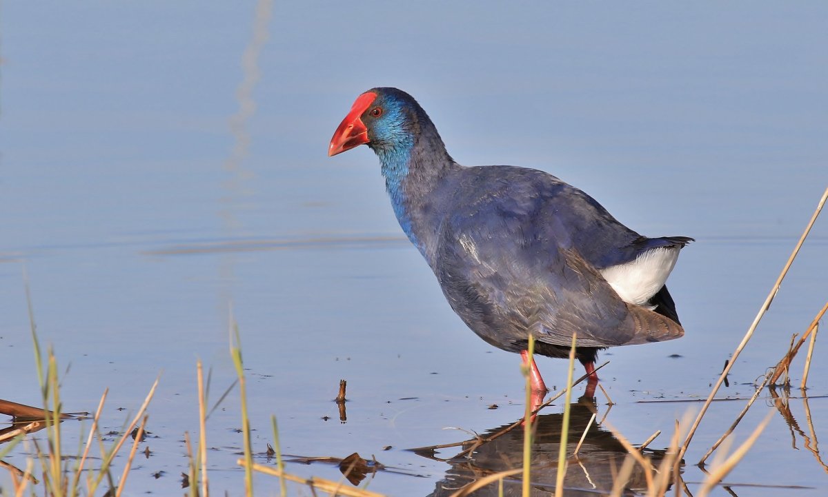 Султанка птица