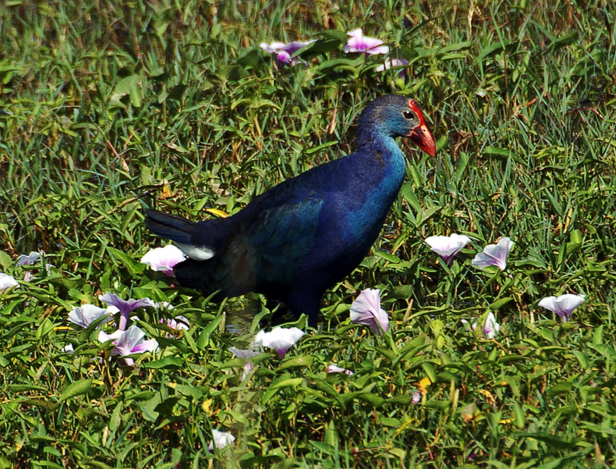 Бескрылая султанка птица