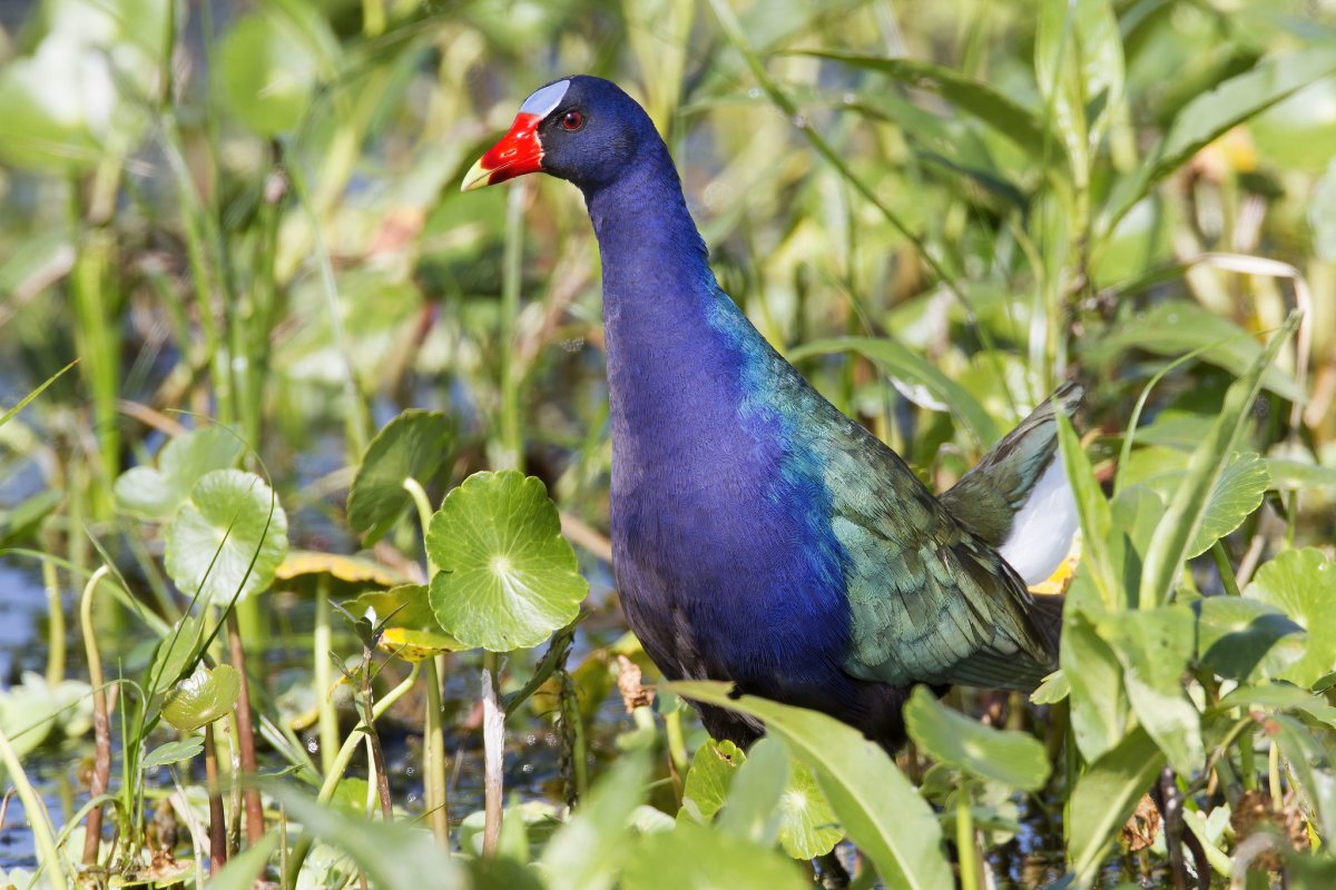 Султанка Porphyrio Porphyrio
