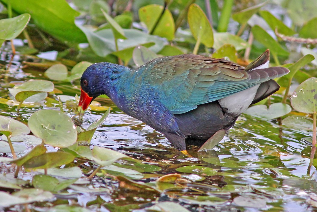 Султанка Porphyrio Porphyrio