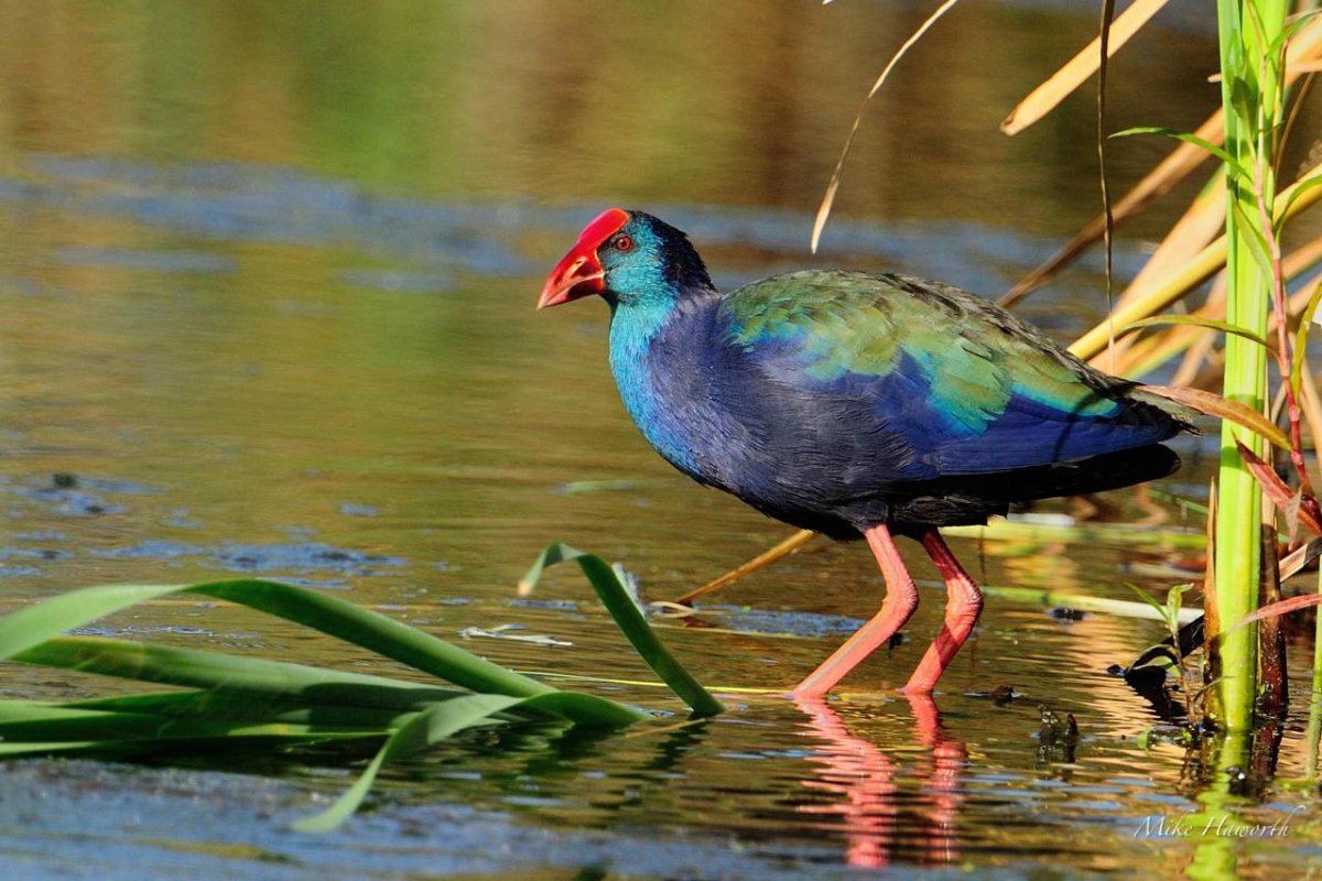 Малая султанка