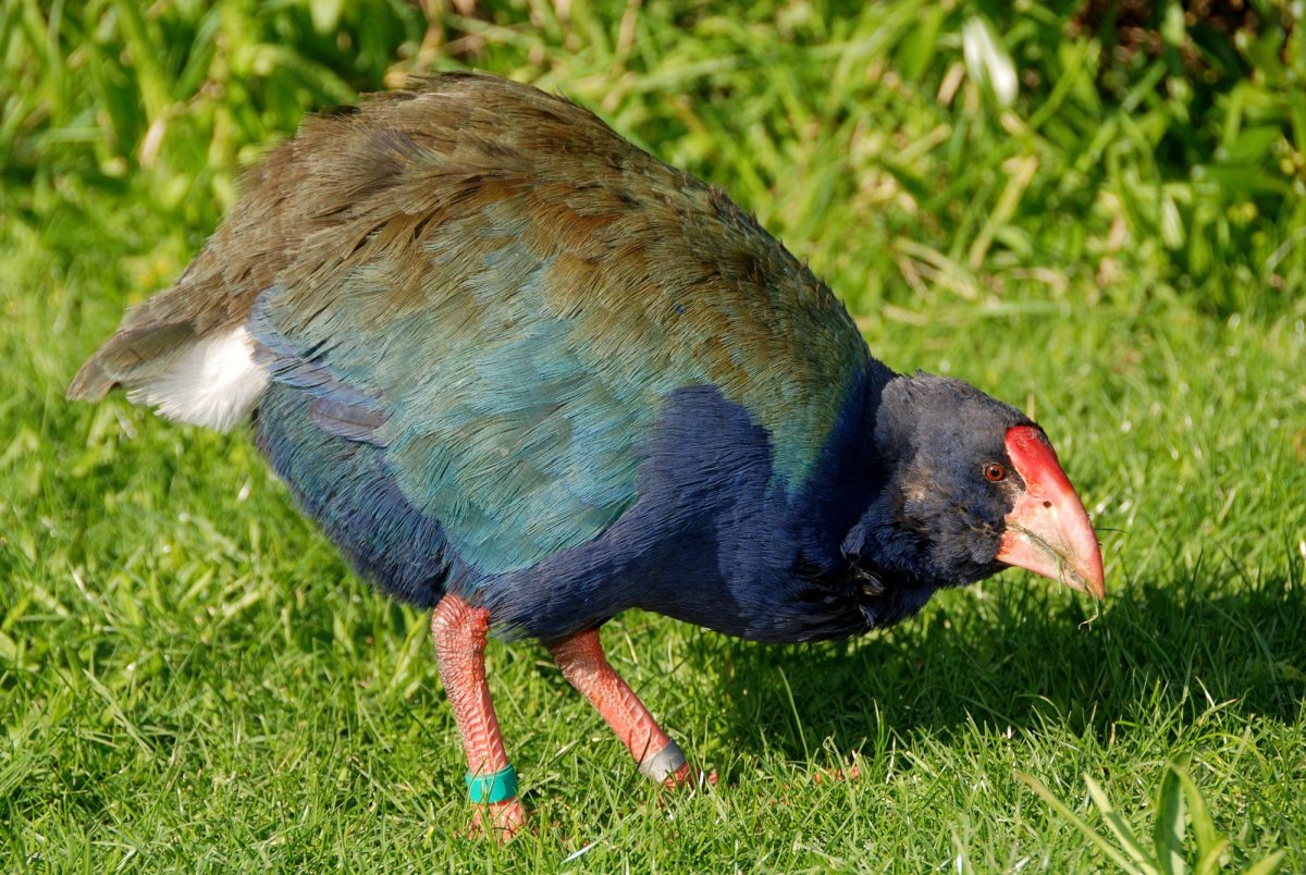 Такахе птица