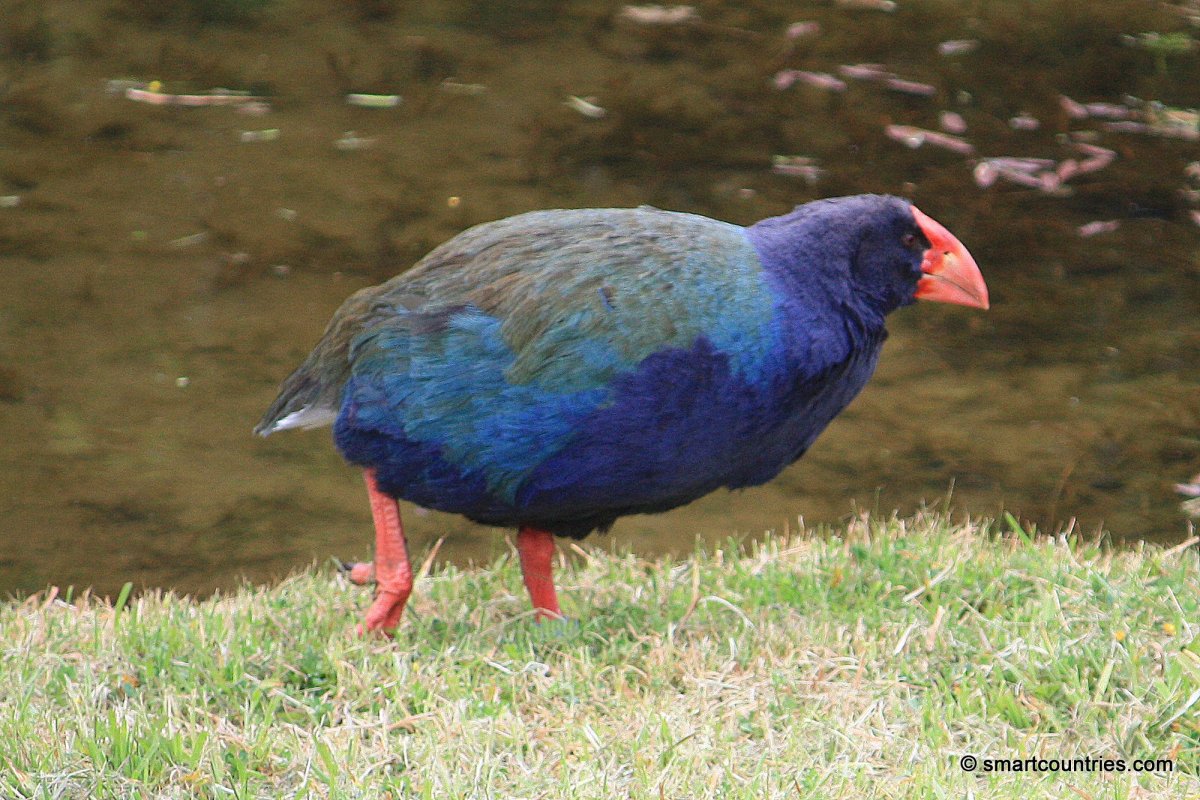 Малая султанка птица