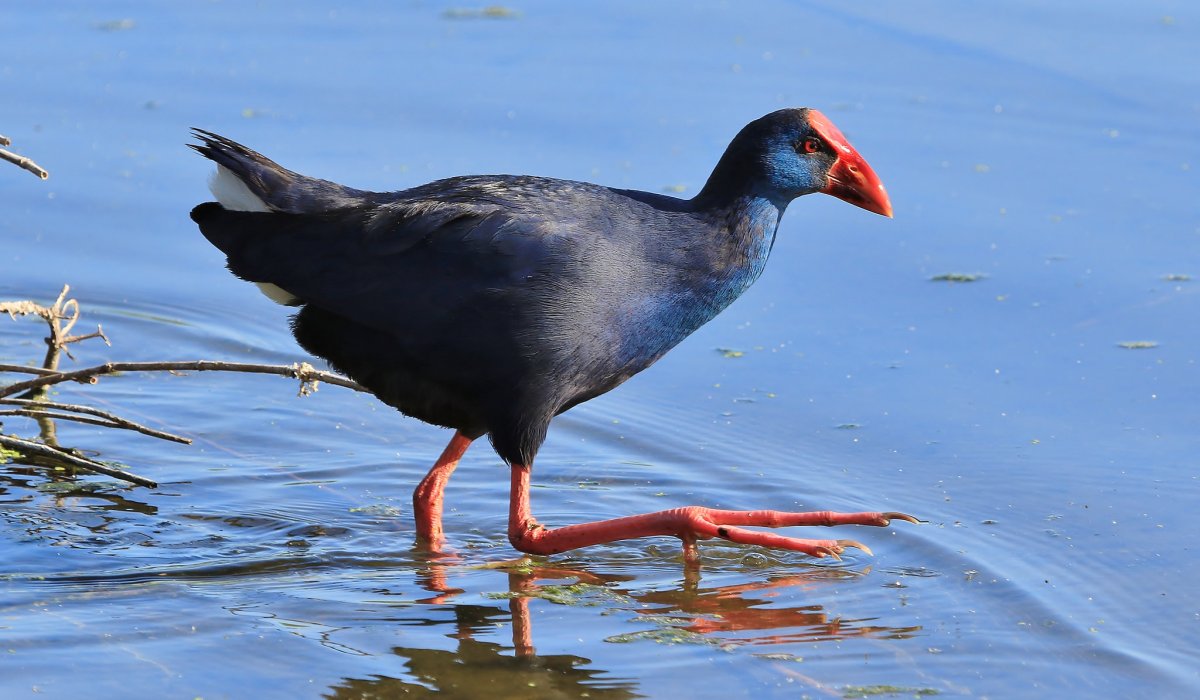 Султанка водяная
