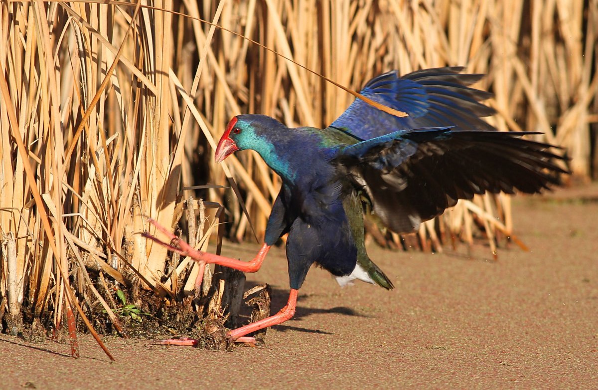 Долина такахе