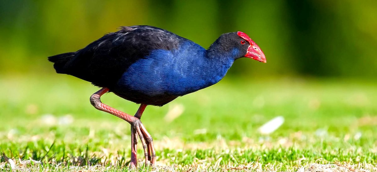 Каспийская султанка