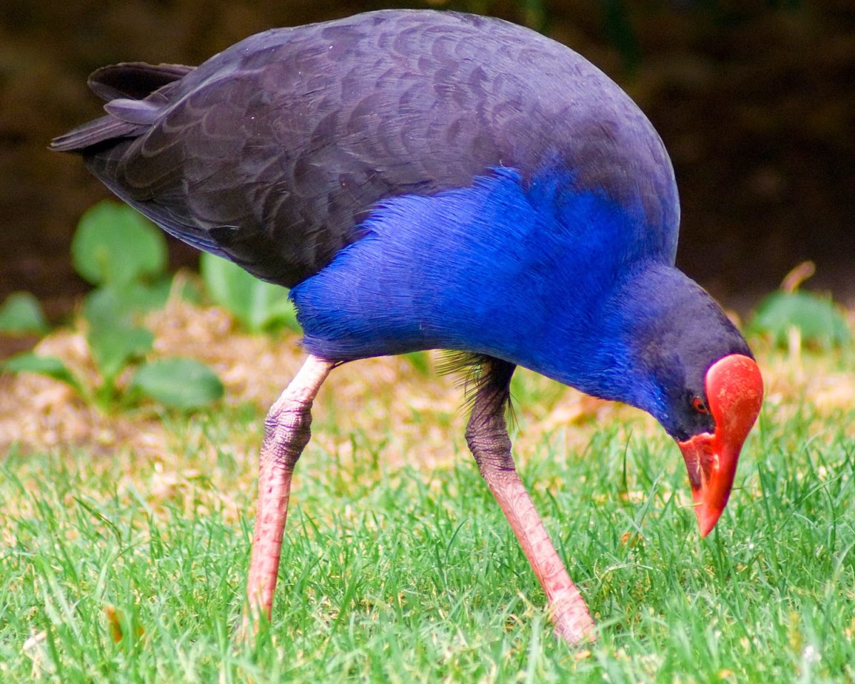 Султанка птица