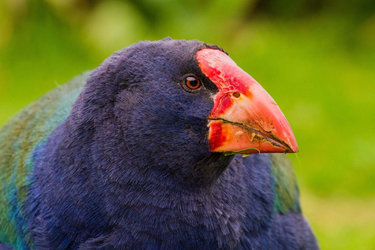 Султанка (Porphyrio poliocephalus)