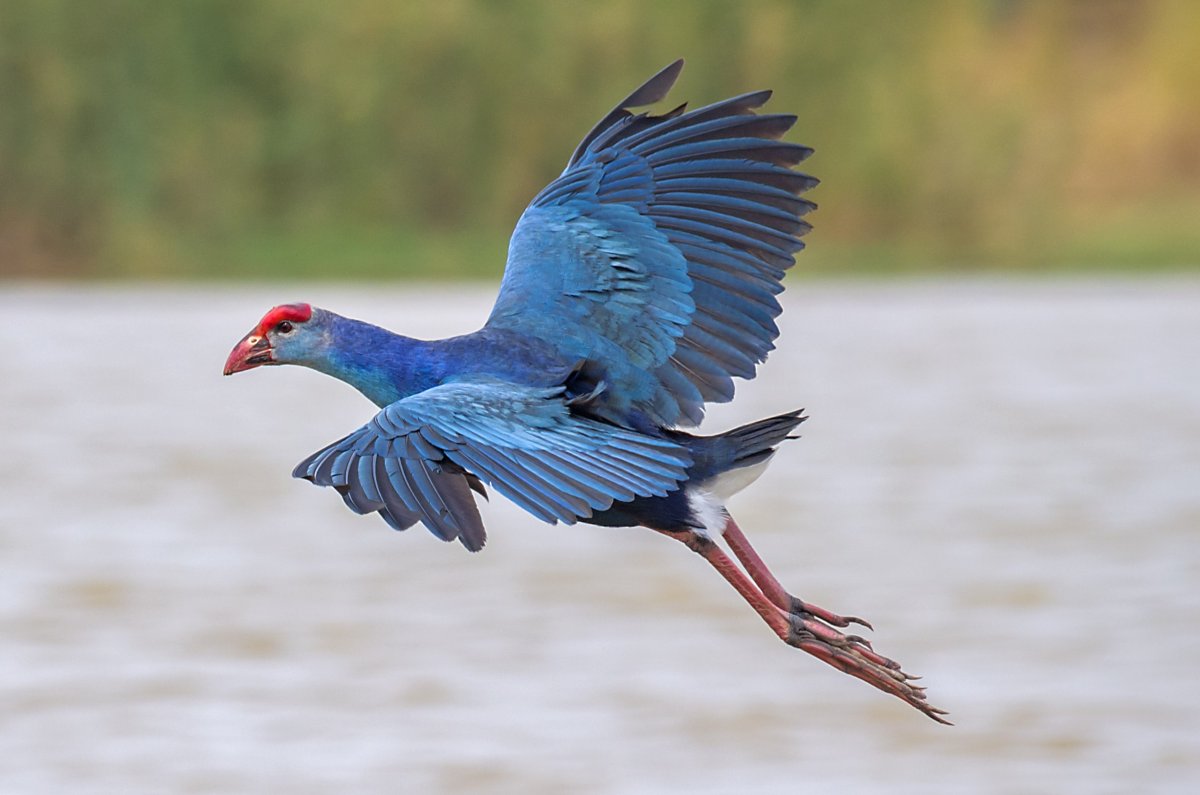 Султанка птица