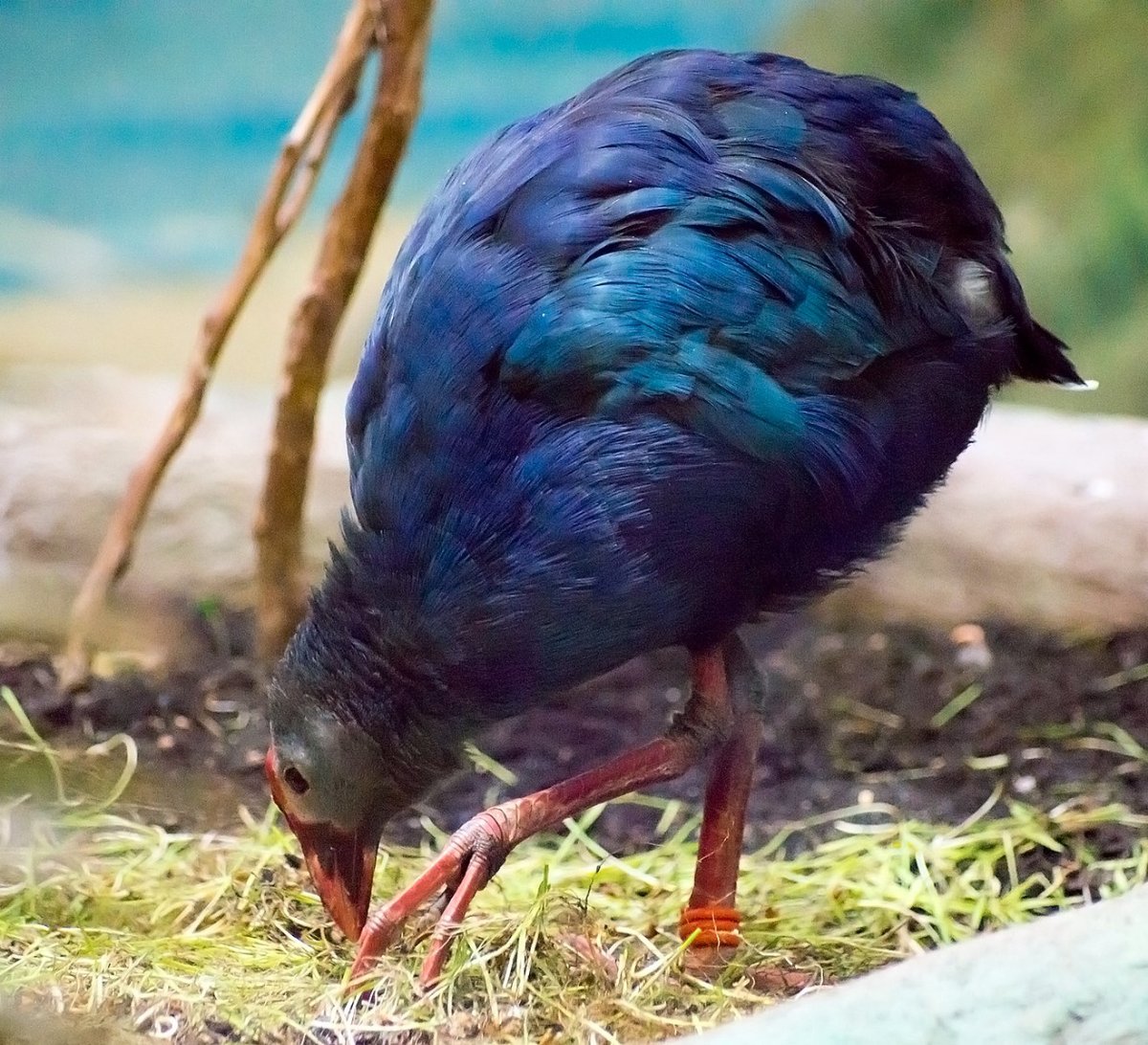 Султанка Каспийская - Porphyrio Porphyrio