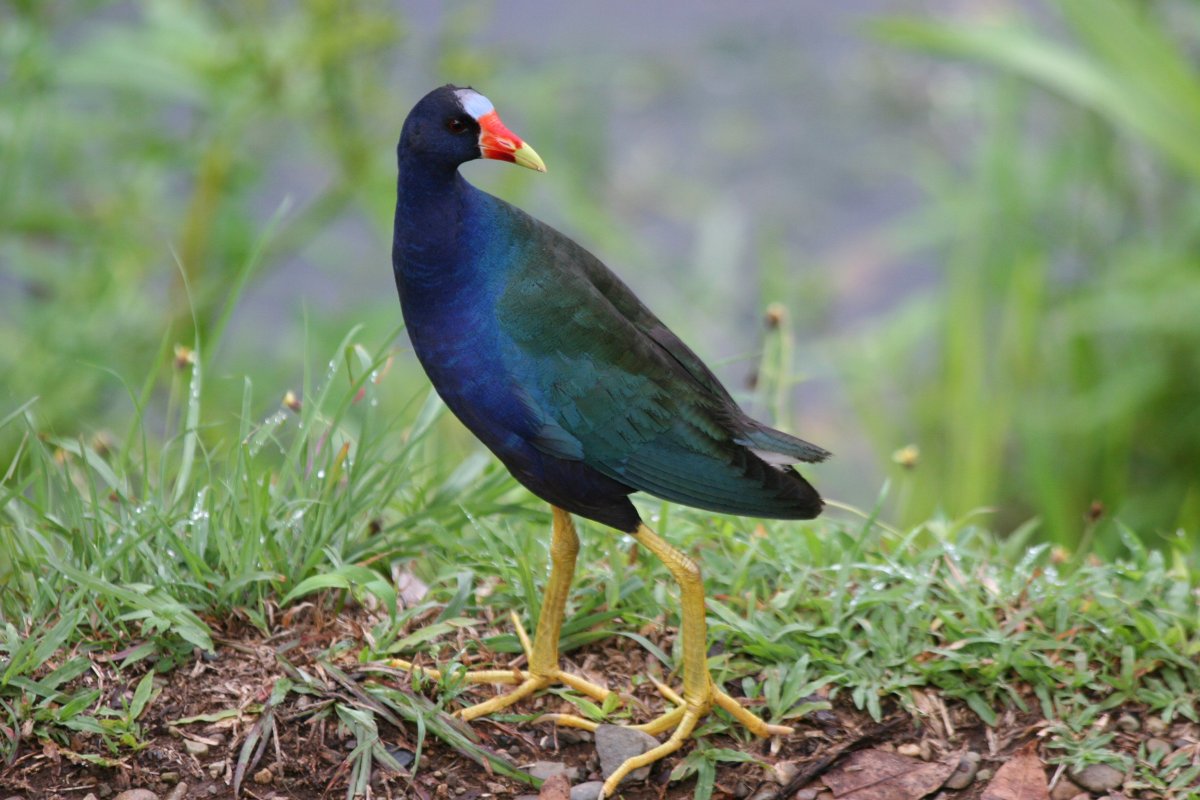 Каспийская султанка