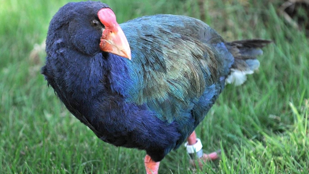 Такахе птица новая Зеландия