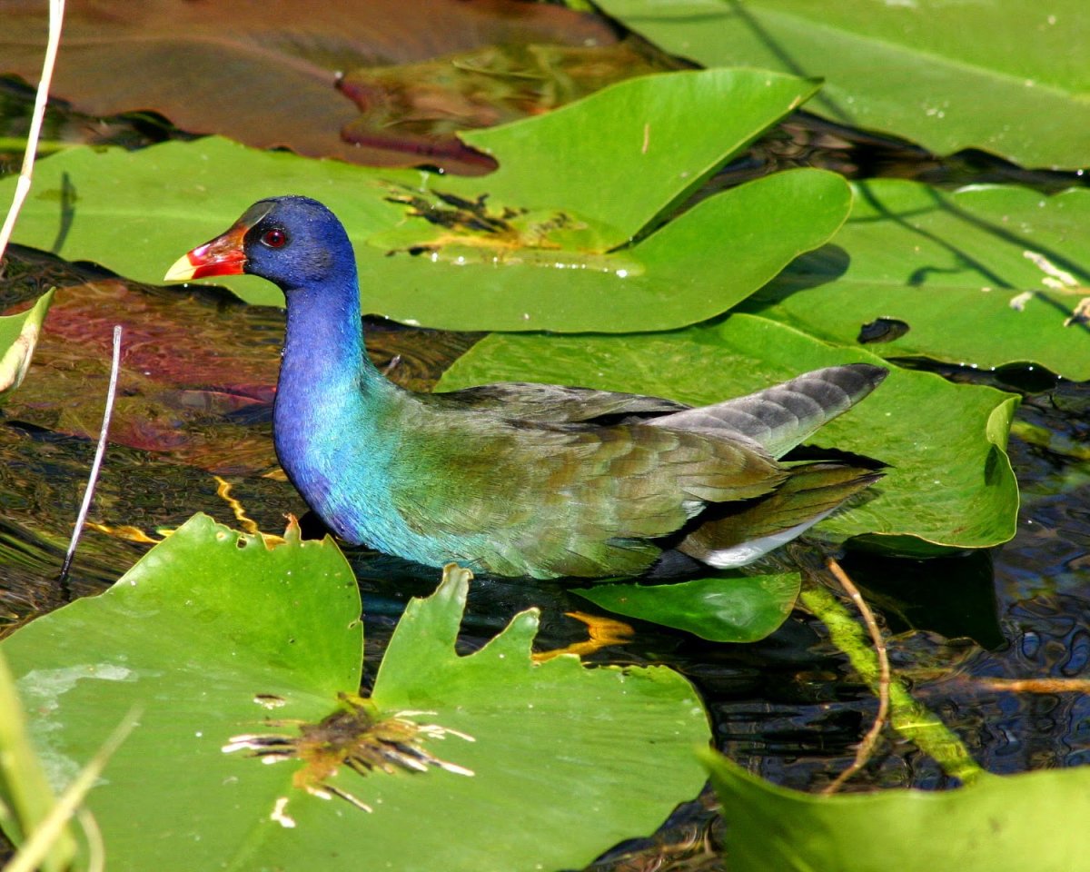 Птица турако бананоед